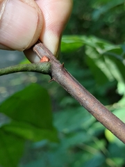 Zanthoxylum americanum