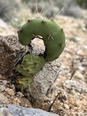 Opuntia lindheimeri