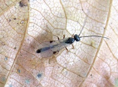 Ichneumonidae