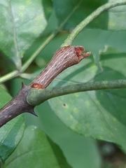 Zanthoxylum americanum
