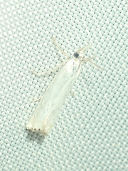 Crambus