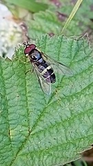 Dasysyrphus tricinctus