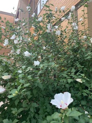 Hibiscus syriacus