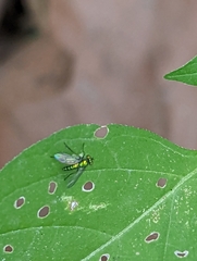 Condylostylus caudatus