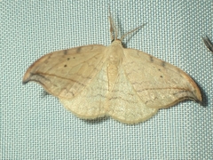 Drepana arcuata