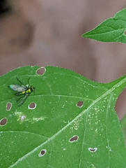 Condylostylus caudatus