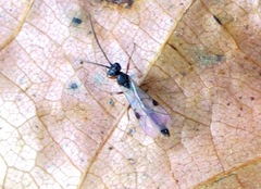 Ichneumonidae