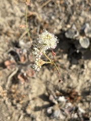 Eriogonum nudum