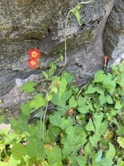 Ipomoea coccinea