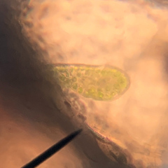 Paramecium bursaria