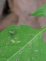 Condylostylus caudatus