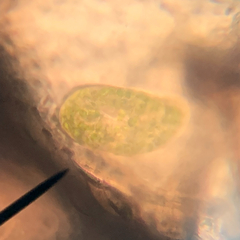 Paramecium bursaria