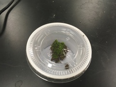Rosulabryum