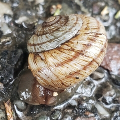Oreohelix