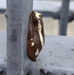 Dendropsophus elegans