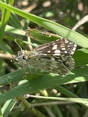 Burnsius communis