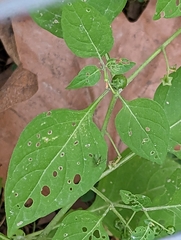 Condylostylus caudatus