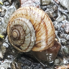 Oreohelix