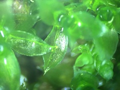 Rosulabryum