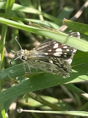 Burnsius communis