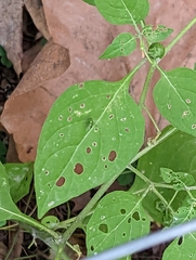Condylostylus caudatus