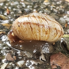 Oreohelix