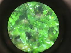 Rosulabryum