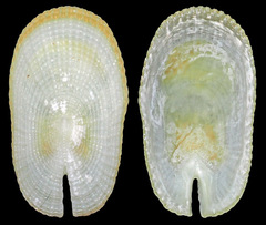 Emarginella