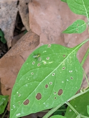 Condylostylus caudatus