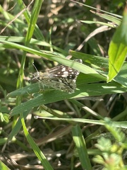 Burnsius communis