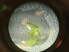 Rosulabryum