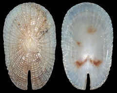 Emarginella