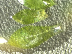 Rosulabryum