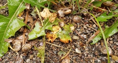 Oreohelix