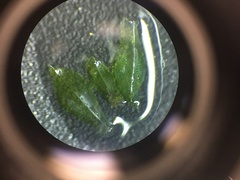 Rosulabryum