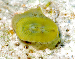 Emarginella
