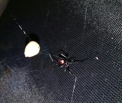 Latrodectus variolus