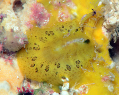 Emarginella