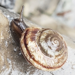 Oreohelix