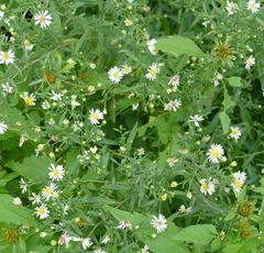 Symphyotrichum ontarionis