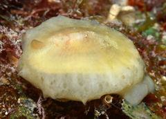 Emarginella