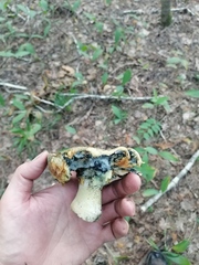 Gyroporus cyanescens