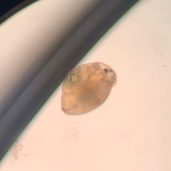 Chydorus