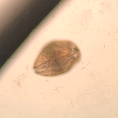 Chydorus