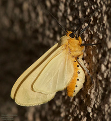 Pareuchaetes insulata