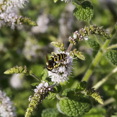 Philanthus triangulum