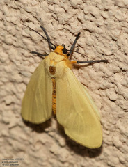 Pareuchaetes insulata