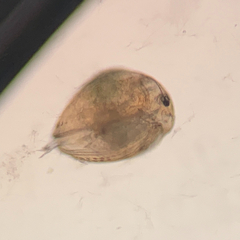 Chydorus