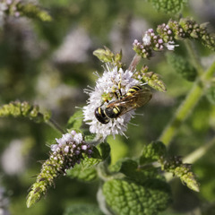 Philanthus triangulum