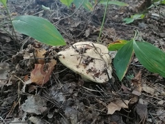 Gyroporus cyanescens